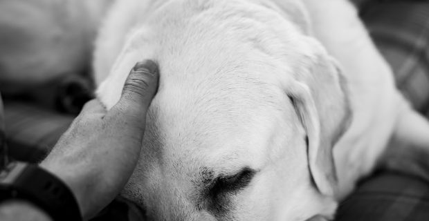 Entender como lidar com a saudade ajuda a superar o luto animal
