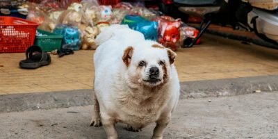 Veterinária dá dicas de como combater a obesidade em pets