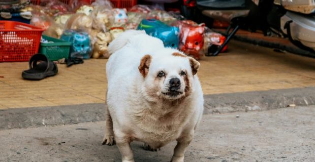 Veterinária dá dicas de como combater a obesidade em pets