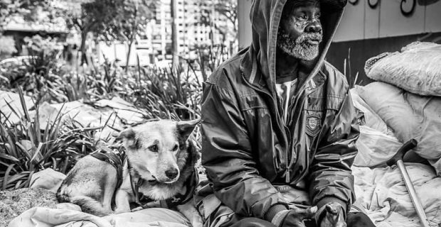 ong ajuda animais de rua