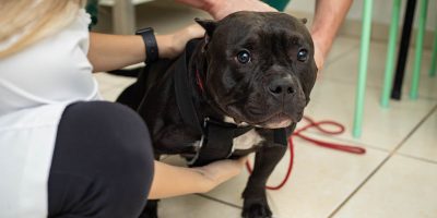 Identificar sinais de dor nos pets e essencial para agir com segurança