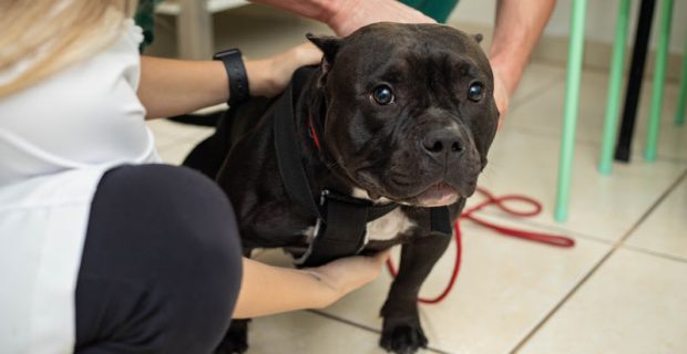 Identificar sinais de dor nos pets e essencial para agir com segurança
