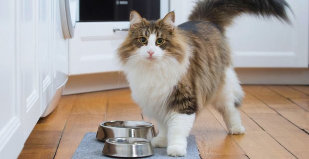Alimentação combinada é chave para a hidratação e a nutrição dos pets no verão