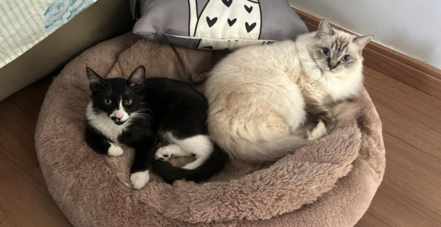 GATOS JUNTOS