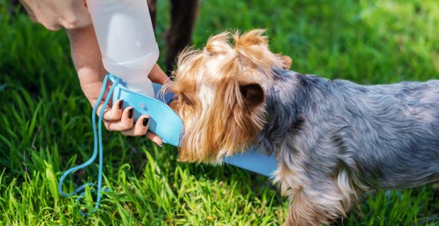 Especialista dá dicas para cuidar da saúde dos pets em dias quentes