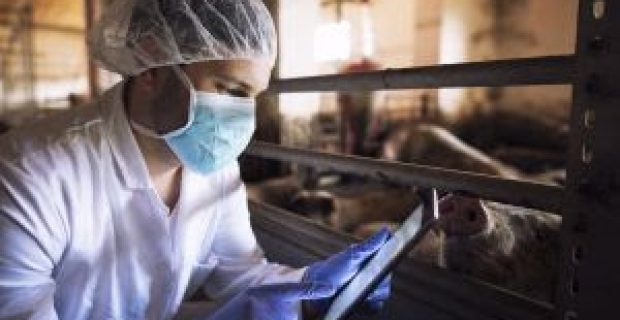 Entenda o papel do médico-veterinário na indústria de Pet Food