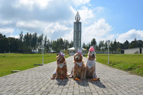 Cães terapeutas auxiliam familiares e amigos em cerimônias de despedida