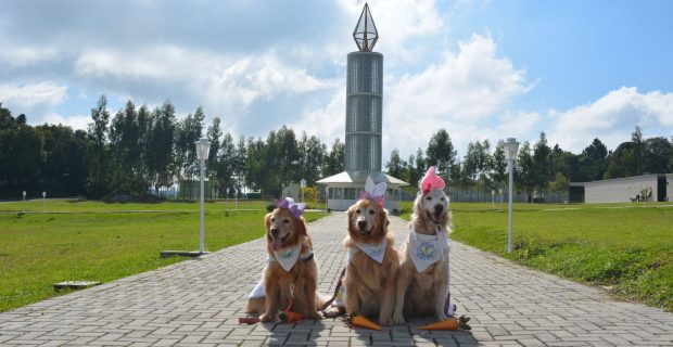 Cães terapeutas auxiliam familiares e amigos em cerimônias de despedida