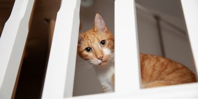 Identificar sinais de estresse em gatos é fundamental para promover bem-estar do pet