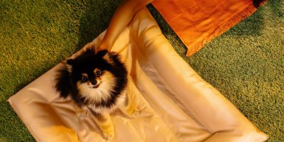 Equipamentos podem ajudar os pets durante os dias de calor intenso