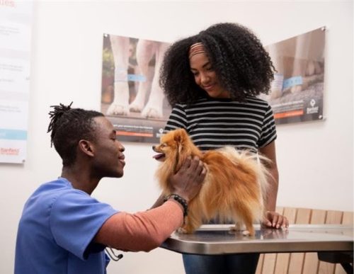 Nutrição sob medida pode ajudar a prevenir a obesidade em pets