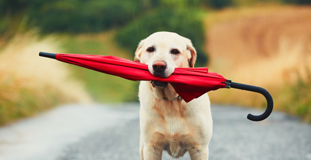 Como as tempestades podem piorar doenças articulares em animais?