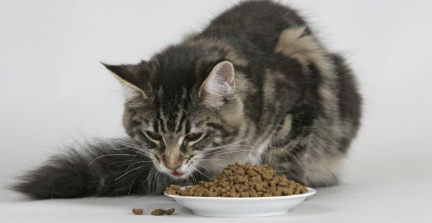 gato