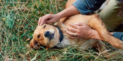 Dirofilariose ameaça a saúde cardíaca de cães e gatos no Brasil