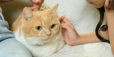 Março Amarelo alerta para Doença Renal Crônica em gatos e reforça importância do diagnóstico precoce