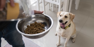 Alimentação por fase: por que cães precisam de dietas diferentes ao longo da vida