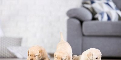 Alimentação inadequada ainda atinge 70% dos filhotes de cães e gatos no Brasil