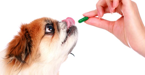 Vet giving a pill to a dog.