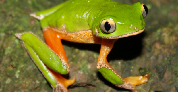 Perereca extinta