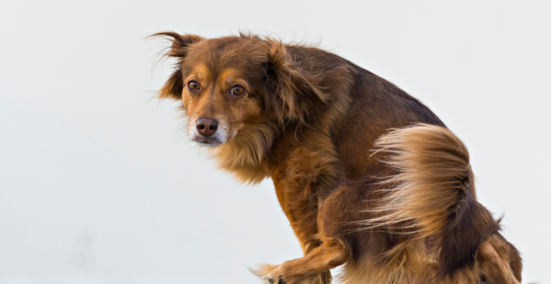 urolitíase em pets