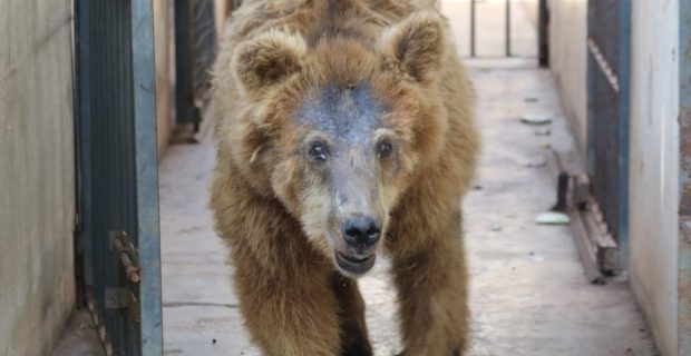 ursa