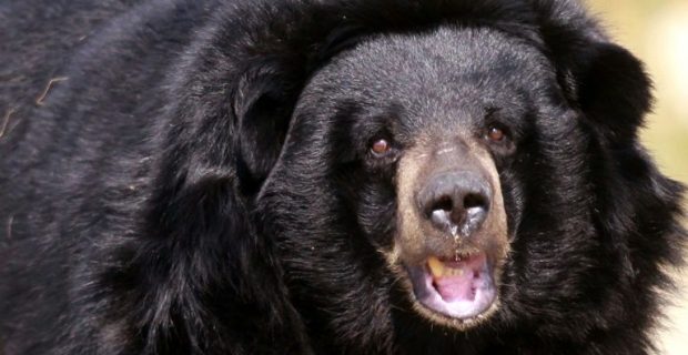 urso_negro-1545921975