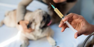 Uso indiscriminado de anticoncepcionais hormonais ameaça a saúde das cadelas e gatas