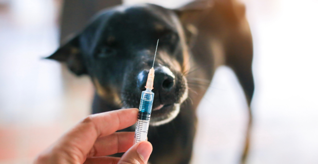 vacinação canina