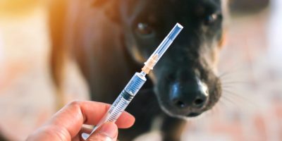 Julho Dourado: nova lei reforça cuidados com a saúde animal e a prevenção de zoonoses