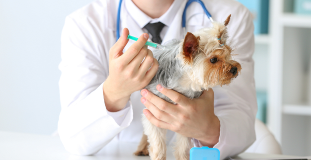 Hepatite Infecciosa Canina