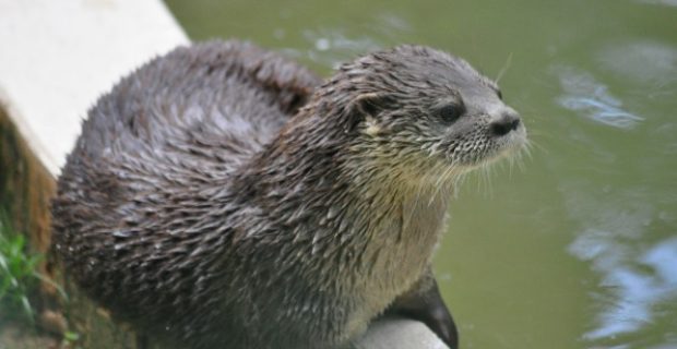 lontra valentina