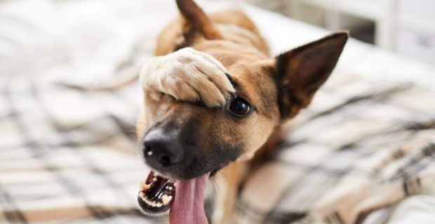 veja-os-melhores-gifs-de-cachorros-da-semana