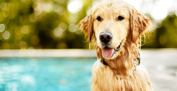 pets no verão