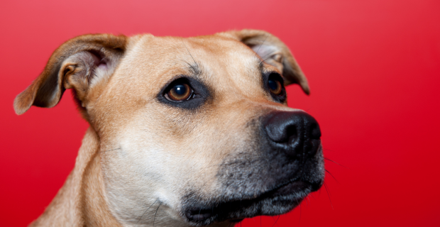 Setembro Vermelho, Elanco Saúde Animal