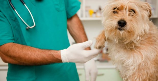 vet-1-1024x683