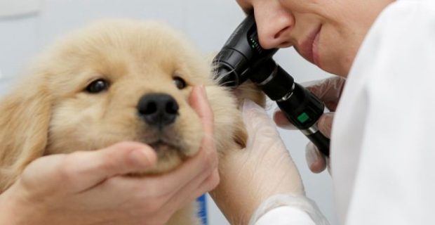 vet