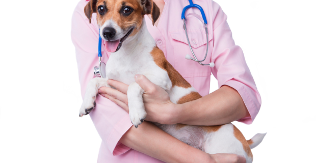 veterinário