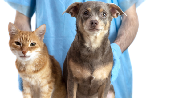 veterinário cachorro e gato