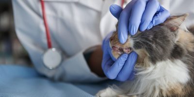 Molnupiravir surge como nova aposta no manejo da Gengivoestomatite Felina Crônica