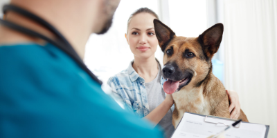 vet pet
