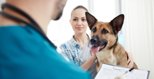 vet pet