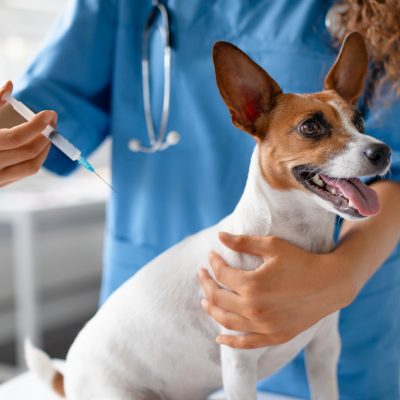 Vet preparing vaccine for small dog