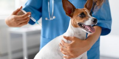 Vet preparing vaccine for small dog