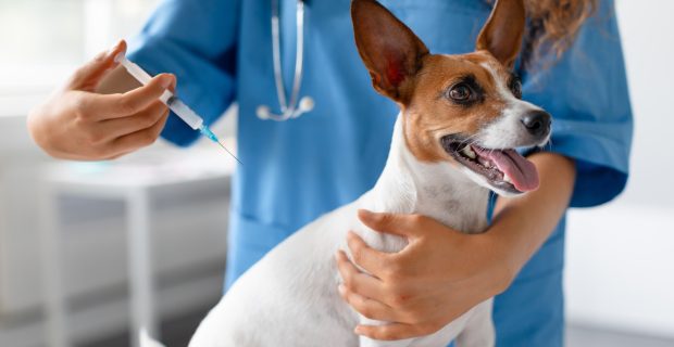 Vet preparing vaccine for small dog