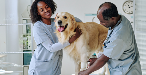 veterinários pretos