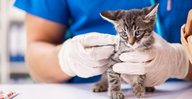 vet