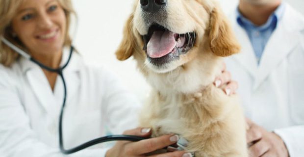 vet4