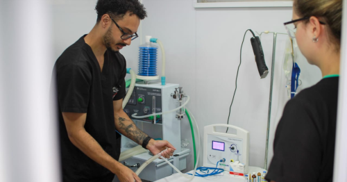 veterinária