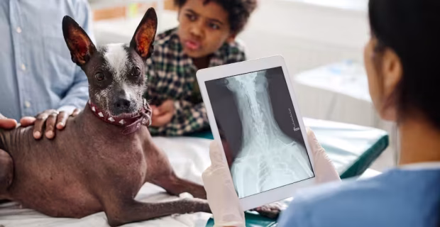 O papel da inteligência artificial na prática veterinária moderna