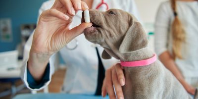 Antibióticos x diarreias agudas em cães e gatos: vilão ou mocinho?